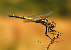 Trithemis dorsalis