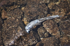 Rana muscosa