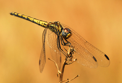Trithemis dorsalis