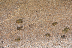 Rana muscosa