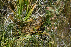 Rana muscosa