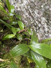 Elleanthus hymenophorus
