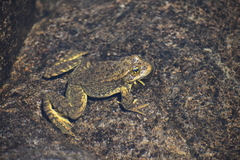 Rana muscosa