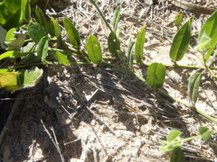 Psoralea plauta