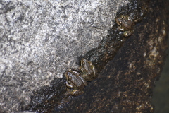 Rana muscosa