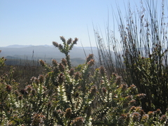 Paranomus roodebergensis