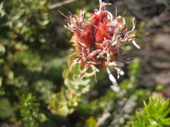 Paranomus roodebergensis