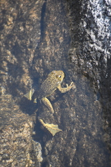 Rana muscosa