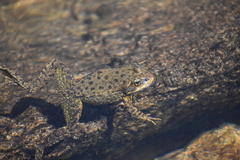 Rana muscosa
