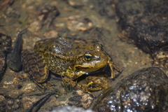 Rana muscosa