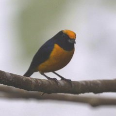 Euphonia saturata