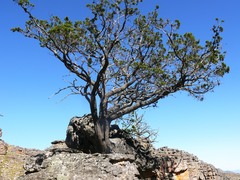 Widdringtonia wallichii