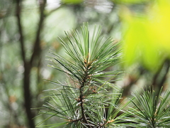 Pinus koraiensis