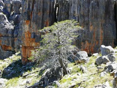 Widdringtonia wallichii