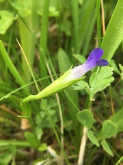 Gentianopsis holopetala