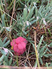 Exobasidium karstenii