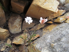 Dimorphotheca montana