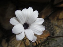 Dimorphotheca montana