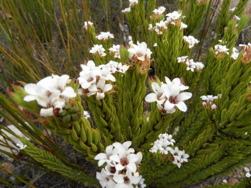 Acmadenia wittebergensis (Acmadenia wittebergensis)