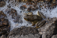 Rana muscosa