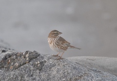 Passerculus sandwichensis rostratus