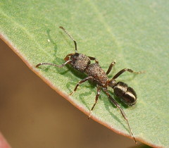 Rhytidoponera tasmaniensis