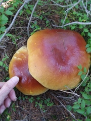 Boletus rubriceps
