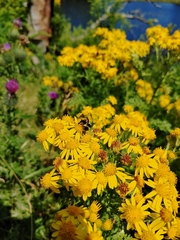 Media resource of Jacobaea vulgaris