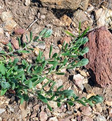 Camphorosmeae