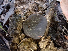 Plicaria endocarpoides