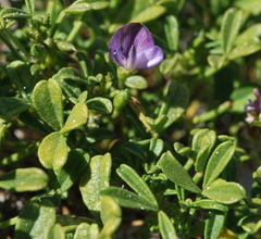 Psoralea repens