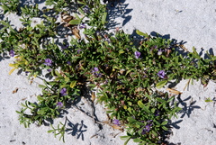 Psoralea repens