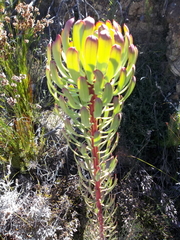 Leucadendron comosum comosum