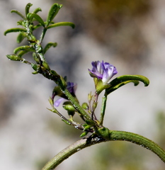Psoralea repens