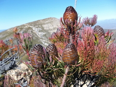 Leucadendron comosum comosum