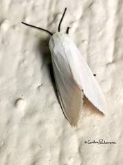 Pygarctia roseicapitis