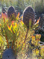 Leucadendron comosum comosum