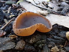 Peziza echinospora