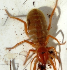Solpugidae