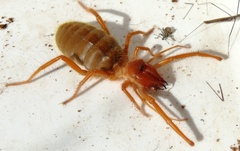Solpugidae
