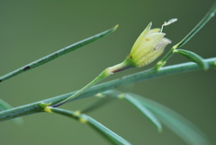 Psoralea oligophylla