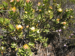 Leucospermum pluridens
