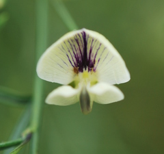 Psoralea oligophylla