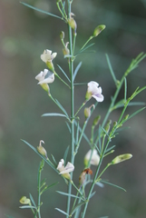 Psoralea oligophylla