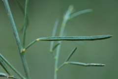 Psoralea oligophylla