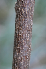Psoralea oligophylla