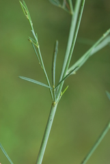 Psoralea oligophylla