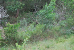 Psoralea oligophylla
