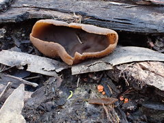 Peziza echinospora