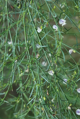Psoralea oligophylla